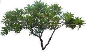 20 Tree Png Images Free Cutouts For Architecture Landscape Interior Renderings Pohon Tanaman Ide