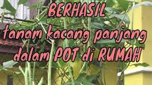 Buatlah lubang dengan cara ditugal pada setiap bedengan dengan memperhitungkan jarak tanam di atas. Tanam Kacang Panjang Dalam Pot Berbuah Lebat Youtube