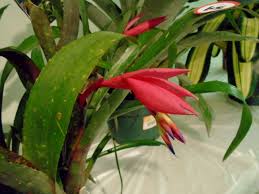 Bromeliad Auction And Billbergia Amoena Small House Big Garden Plant database entry for billbergia (billbergia amoena) with 6 images and 4 data details. small house big garden wordpress com