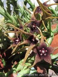Image result for Orbea caudata