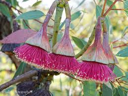 Image result for Pycreus melas