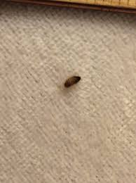 Shop a wide selection of products for your home at amazon.com. Bug In My Bedroom What Is It