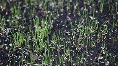 Je nach grasart und umweltbedingungen brauchen rasensamen. Die Neueinsaat Keimt Trotz Gleichmassiger Standort Und Bewasserungsbedingungen Sehr Ungleichmassig Woran Liegt Das