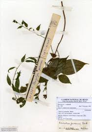 Image result for Pouzolzia guineensis