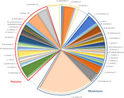 Image result for Mezoneuron welwitschianum