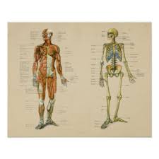 Visit kenhub for more skeletal system quizzes. Human Skeleton Posters Prints Zazzle