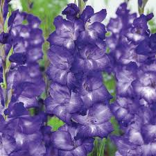 We did not find results for: Van Bourgondien Dark Purple Flowers Blue Isle Gladiolus Bulbs 100 Pack 01205 The Home Depot