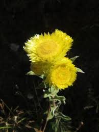 Image result for Helichrysum lastii