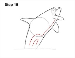 Add an oval to the right of it. How To Draw A Killer Whale Breaching Video Step By Step Pictures