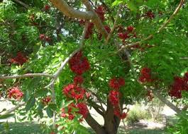 Image result for Schotia brachypetala