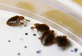 Hire and review the best pest control companies in singapore. All Categories Best Pest Control Services In Singapore