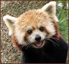 Pin On Pandas