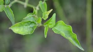 Check spelling or type a new query. Tanam Pokok Cili Nampak Mudah Tapi Eloklah Pekebun Di Rumah Ambil Tahu 5 Masalah Normal Yang Anda Akan Hadap Mingguan Wanita