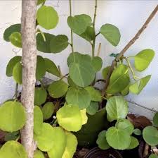 Image result for Cissus rotundifolia