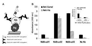Whole rabbit igg secondary antibodies are isolated from antisera by immunoaffinity chromatography. 2