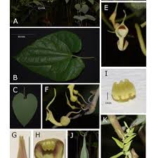 Image result for Aristolochia heppii