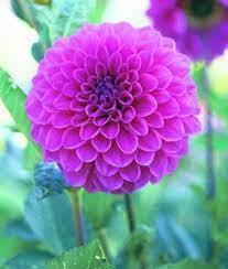 Brian R Dahlia Flower Language Of Flowers House Plants