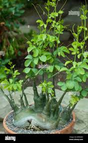 Image result for Adenia glauca