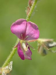 Image result for Desmodium scorpiurus