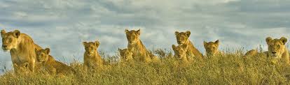 Want to go on a wildlife safari in tanzania? Eurasia Veterinary Conference Safari In Tansania