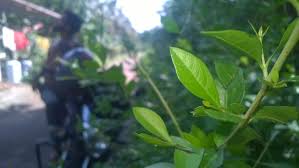 Henna Leaf Plant Leaves Henna Leaves Leaves