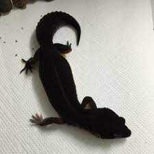 90 Leopard Gecko Cute Ideas Leopard Gecko Leopard Gecko Cute Gecko