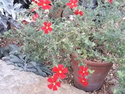 Image result for Jamesbrittenia burkeana