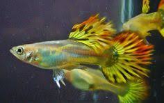 Thailand Guppy Google Search Guppy Fish Guppy Aquarium Fish