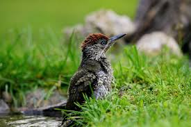 He looks like a woodpecker chasing a worm. Nel Giardino Delle Meraviglie Troviamo Il Picchio Verde Sempione News