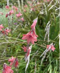 Image result for Dierama densiflorum