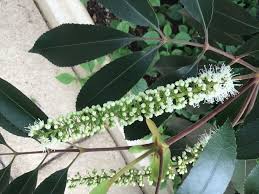 Image result for Cunonia