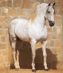 Cavalo Chumbo V Instagram Videos No Youtube Https Www Youtube Com Channel Ucd0u5s0s036atbaga6nw9tw In 2020 Horse Inspiration Andalusian Horse Horse Photography