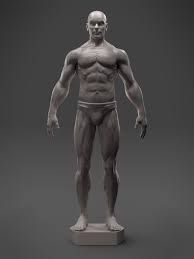 Without an understanding of anatomy, your drawings will always feel like there's we'll learn the key features that distinguish a typical female hand from a typical male hand. Artstation Male Anatomy Sculpt 3d Asset Hector Moran Hec
