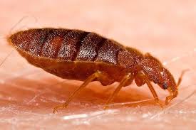 Hatched eggs, usually appear translucent and can look white in the hair. 10 Bugs That Look Like Bed Bugs And How To Tell The Difference