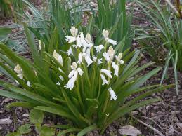Or, something snowy themed like a monotonic white themed wedding. Lily Of The Valley Susansflowers