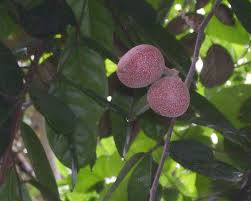 Image result for Pentadiplandraceae