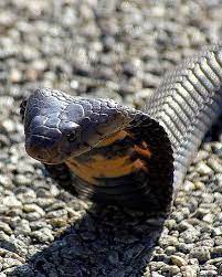 Mozambique Spitting Cobra Pet Snake South African Animals King Cobra Snake