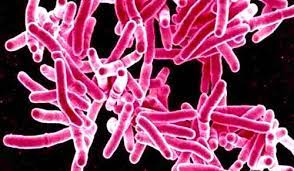 Mycobacterium tuberculosis (m.tb) memiliki kemampuan aktifitas replikasi dan metabolisme yang tinggi dan memiliki kemampuan untuk bertahan hidup di dalam fagosit profesional. Penyebab Pengobatan Dan Pencegahan Penyakit Tbc Medkes