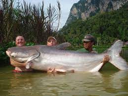 Mekong Giant Catfish Approved As All Tackle World Record Pete Thomas Outdoors