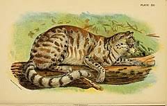 Heavily hunted in the 1900s for its fur, the pampas cat is currently threatened by conflict retaliation for poultry predation, habitat transformation and feral dogs. Pampas Cat Wikipedia