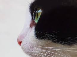 I'd say in general they get adopted pingback: What Exactly Is A Tuxedo Cat Everything You Need To Know
