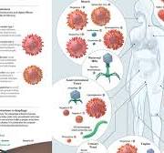 Medical and Scientific Illustration by Certified Medical ...