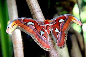 African Moth Beautiful Colors And Patterns Carretilla De Flores Imagenes De Mariposas Polilla
