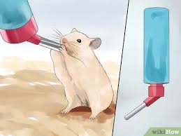 Take a look at this infographic from happy hamster to learn more about computer viruses and how to avoid them. 4 Ways To Keep Your Hamster Happy Wikihow Pet