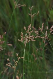 Image result for Fimbristylis quinquangularis