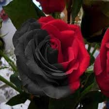 50 Pieces Rare Black And Red Variety Color Rose Flower Seeds Rose Seeds Rare Roses Black Rose Flower