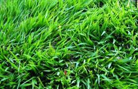 Rumput gajah mini yang telah tumbuh dalam waktu yang lama biasanya akan berubah menjadi warna kekuningan. Harga Bibit Rumput Jepang Terbaru Juni 2021 Hargabulanini Com