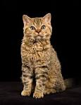 Selkirk Rex Cat Breed Information, Pictures ...