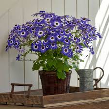 Image result for Cineraria mazoensis
