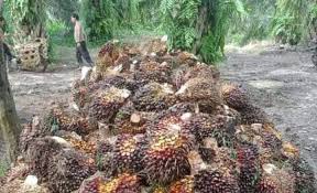 Jum at 02 april 2021. Harga Porang Di Jambi Kabar Baik Harga Sawit Di Jambi Minggu Ini Naik Berikut